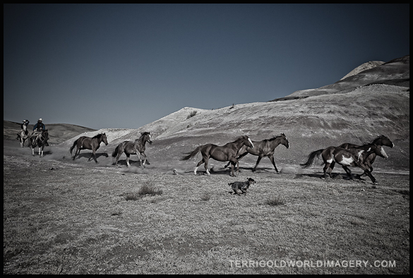 Cowboys and Horses in Wyoming