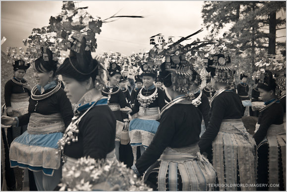 20110417-guizhou_pheasant-100bird_15_16_red1062