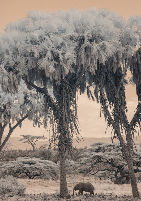 Kenya_2015_red_-2471 px3